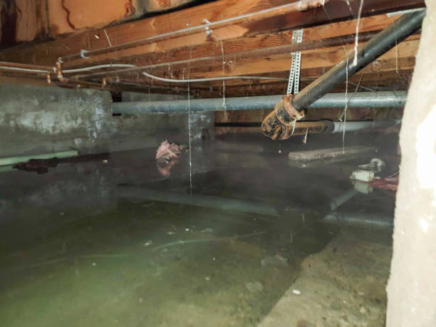 Best Basement water damage restoration  in Timberne, LA